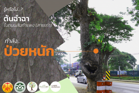 รู้หรือไม่?​ ต้นฉำฉา บนถนนสันกำแพง (สายเก่า) กำลังป่วยหนัก