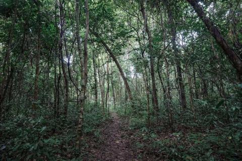 กู่ลัวะปงไหว ป่าอนุรักษ์ของชุมชน พื้นที่สีเขียวสันกำแพงที่ไม่ได้มีแต่ฉำฉา