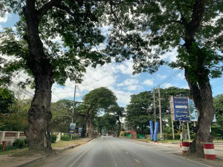 ถอดบทเรียน ต้นยางนาสารภีสู่การจัดการต้นฉำฉาสันกำแพง