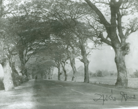 เมื่อพื้นที่สีเขียวในเขตเมือง ไม่ได้วัดกันที่ปริมาณ