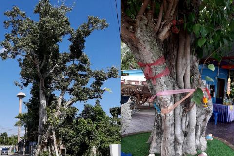 ต้นไม้ในวัด พื้นที่สีเขียวที่ไม่ควรมองข้าม