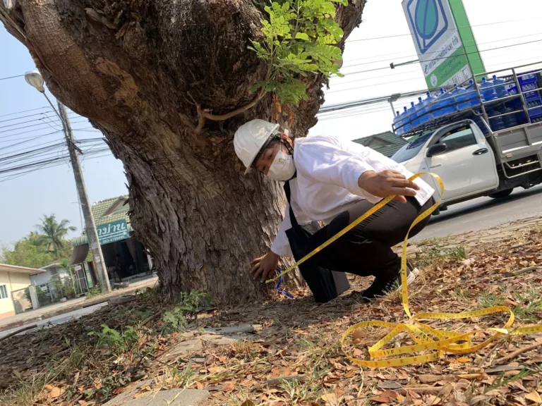 อาสาสมัครช่วยงานหมอต้นไม้ ดูแลฉำฉาสันกำแพง