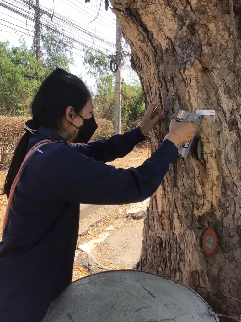 รับอาสาสมัครช่วยงานหมอต้นไม้ ดูแลฉำฉาสันกำแพง