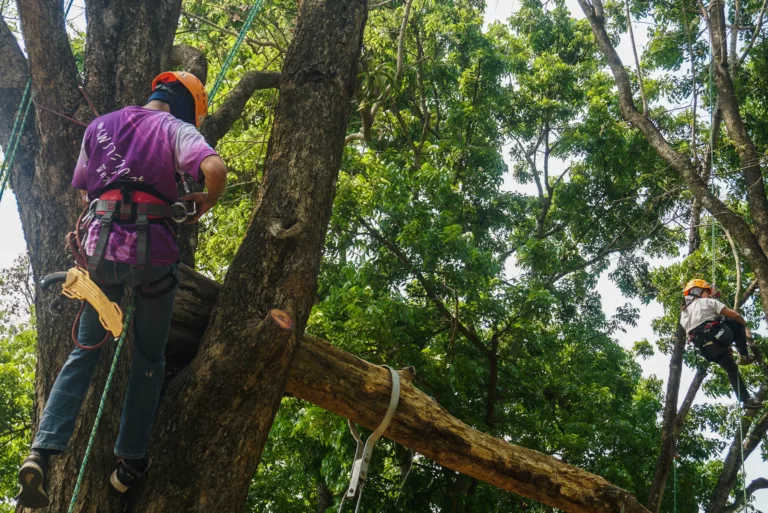 ชาวหมอต้นไม้ทำอะไรบ้าง เพื่อเรียนรู้ ฟื้นฟู ดูแลฉำฉาสันกำแพง