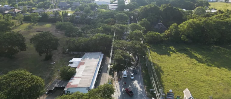 จำนวนต้นฉำฉา-สันกำแพงส่งท้ายปี 2566 พร้อมแนวทางฟื้นฟูดูแลในปีต่อไป