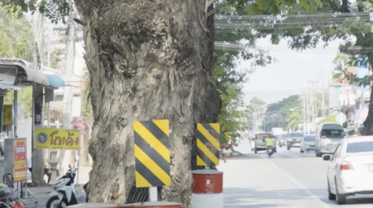 ไทม์ไลน์ ‘ถนนต้นฉำฉาสันกำแพง’ จากอดีตถึงปัจจุบัน และความท้าทายในอนาคต