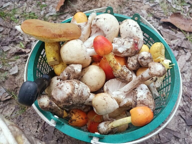 แม่หอพระ: เมืองเห็ด-ของป่า กับความท้าทายในการบริหารจัดการไฟจำเป็น