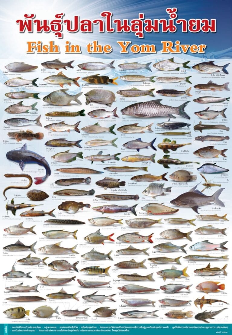 ปลาซิว ปลาสร้อยลุ่มน้ำยมยังคงอยู่ หากไม่มีเขื่อนแก่งเสือเต้น?